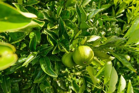 Photo of property in 137 Mount Taylor Drive, Feilding, 4775