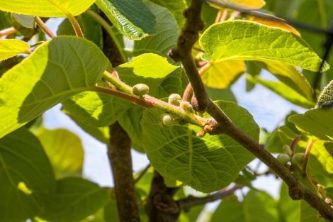 Photo of property in 76 Pukakura Road, Katikati, 3178