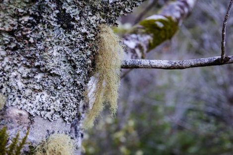 Photo of property in 754 Rutherglen Road, Marsden, Greymouth, 7872