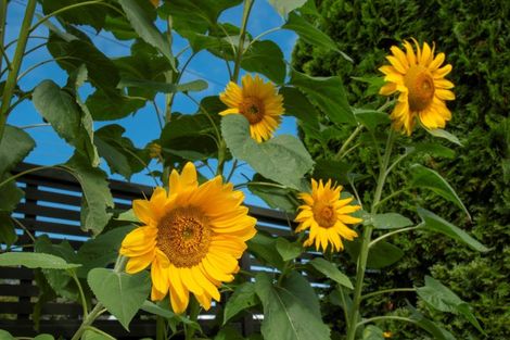 Photo of property in 153 Bellevue Road, Bellevue, Tauranga, 3110