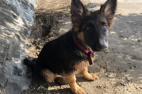 Photo of property in 73 Kowhai Road, Mairangi Bay, Auckland, 0630