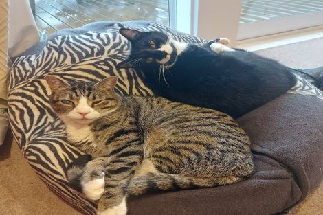 Photo of property in 18 Karachi Crescent, Khandallah, Wellington, 6035