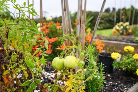 Photo of property in 114 Pigs Head Road, Whakapara, Hikurangi, 0184