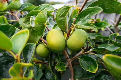 Photo of property in 8 Stonebridge Heights, Feilding, 4702