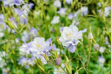 Photo of property in 24 Mackenzie Street, Winton, 9720