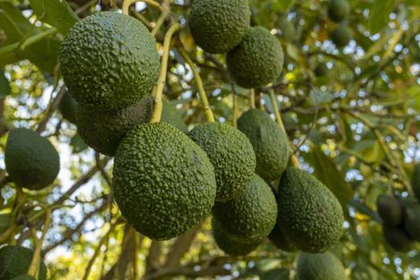 Photo of property in 56g Plummers Point Road, Whakamarama, Tauranga, 3172