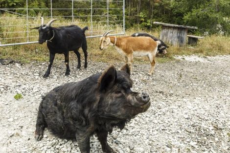 Photo of property in 276a Glenmore Road, Coatesville, Albany, 0793