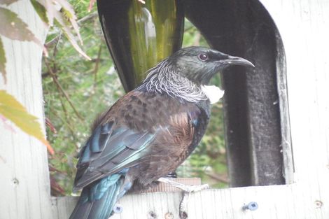 Photo of property in 72 Glenelg Street, Bradford, Dunedin, 9011