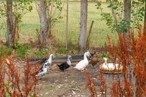 Photo of property in 565 Upper Plain Road, Upper Plain, Masterton, 5888