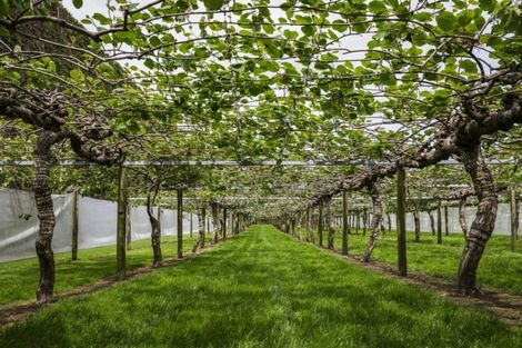 Photo of property in 76 Pukakura Road, Katikati, 3178