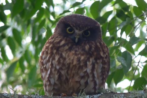 Photo of property in 46 Ruapapa Road, Frasertown, Wairoa, 4195