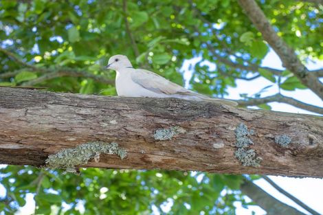 Photo of property in 94 Arnold Street, Leamington, Cambridge, 3432