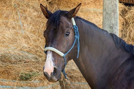 Photo of property in 553b Ardgour Road, Tarras, Cromwell, 9383