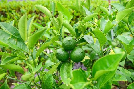 Photo of property in 8 Stonebridge Heights, Feilding, 4702