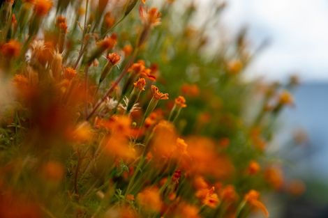 Photo of property in 58 Ames Street, Paekakariki, 5034