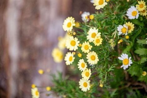 Photo of property in 9 Elizabeth Street, Beerescourt, Hamilton, 3200