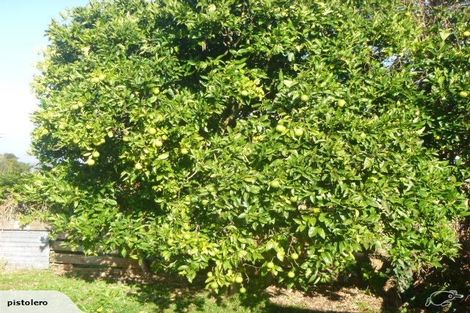 Photo of property in 67 Centennial Avenue, Te Aroha, 3320