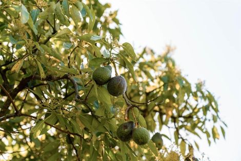 Photo of property in 14 Nga Parae Road, Oropi, Tauranga, 3173