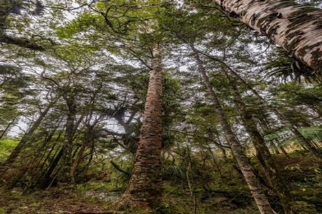 Photo of property in 1106 Puketotara Road, Okaihau, 0295