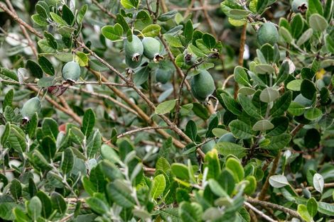 Photo of property in 10 Didsbury Drive, Waihi Beach, 3611