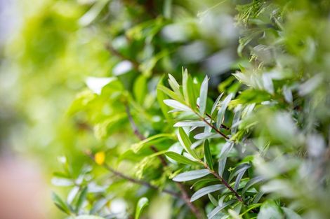 Photo of property in 24a Morris Road, Hillcrest, Hamilton, 3216