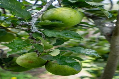 Photo of property in 34a Shelley Street, Leamington, Cambridge, 3432