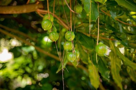 Photo of property in 827 No 1 Road, Te Ranga, Te Puke, 3182