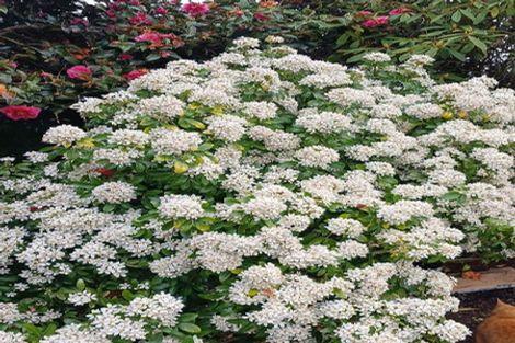 Photo of property in 6534 Matawai Road, Matawai, 4075