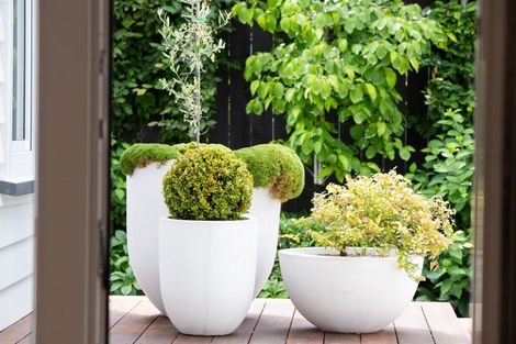 Photo of property in 33 Clifford Avenue, Merivale, Christchurch, 8014