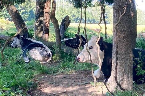 Photo of property in 87 Corbetts Road, Springston, Christchurch, 7677