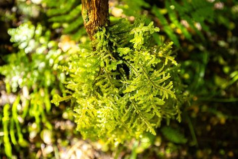 Photo of property in 288 Matiri Valley Road, Matiri, Murchison, 7077