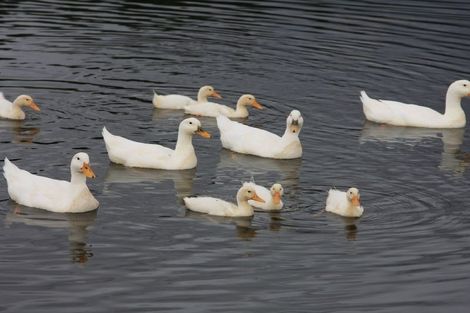 Photo of property in 96 Mcintosh Road, Blackmans, Alexandra, 9391