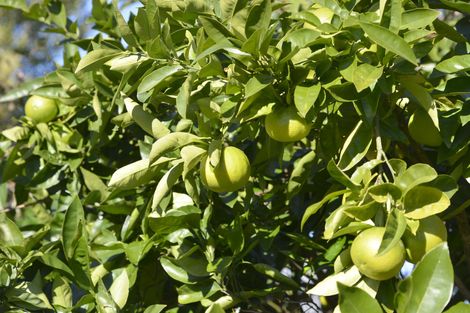 Photo of property in 2 Garrison Street, Carterton, 5713