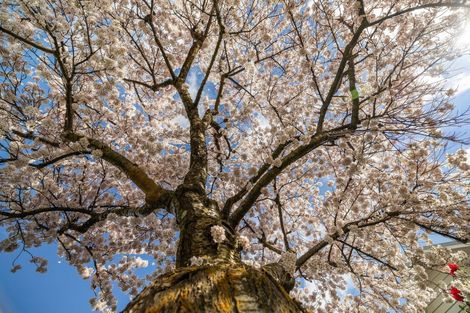 Photo of property in 4 Shaw Street, Arrowtown, 9302