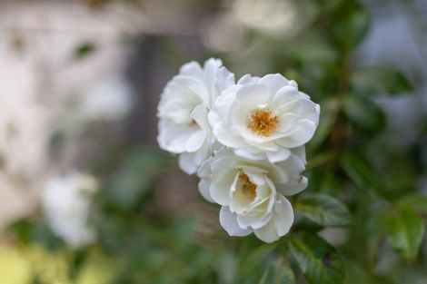 Photo of property in 14 Fiesta Grove, Raumati Beach, Paraparaumu, 5032