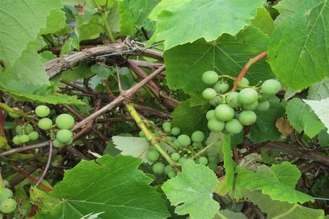 Photo of property in 45 Town Belt South, Blackball, 7804