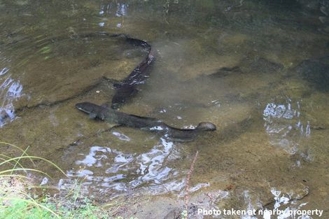 Photo of property in 411a Henderson Valley Road, Henderson Valley, Auckland, 0612