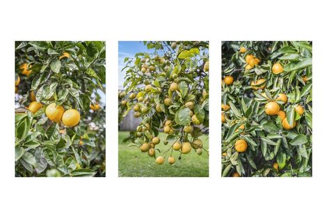 Photo of property in 36 Boucher Avenue, Te Puke, 3119