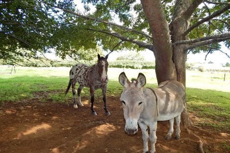 Photo of property in 439 Te Ahu Ahu Road, Waimate North, Kaikohe, 0472