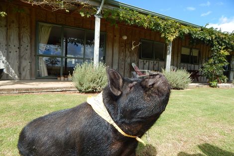 Photo of property in 439 Te Ahu Ahu Road, Waimate North, Kaikohe, 0472