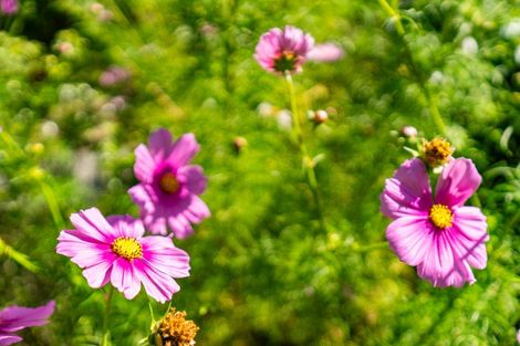 Photo of property in 8 Grove Road, Mangawhai Heads, Mangawhai, 0505