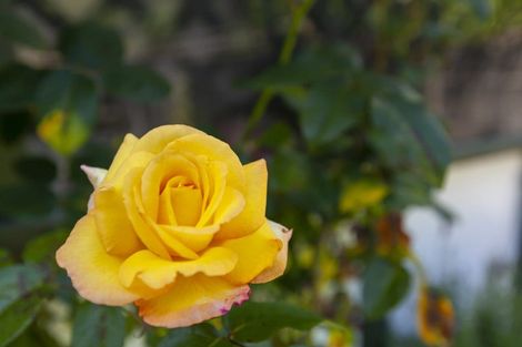 Photo of property in 131 Rosetta Road, Raumati South, Paraparaumu, 5032