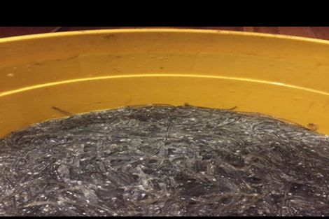 Photo of property in 3 Morton Street, Tuatapere, 9620