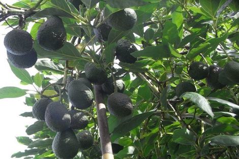 Photo of property in 127 Kohaihai Road, Karamea, 7893