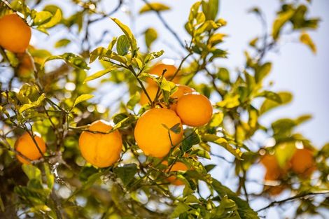 Photo of property in 15 Lancaster Street, Dinsdale, Hamilton, 3204