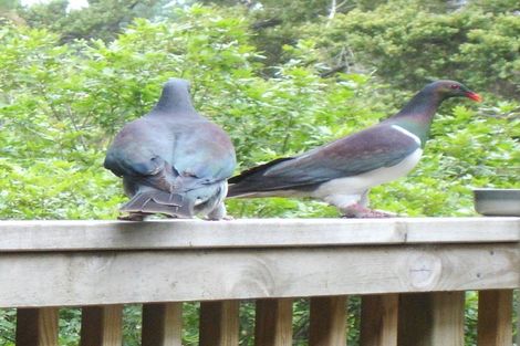 Photo of property in 64 Paparoa Station Road, Paparoa, 0571