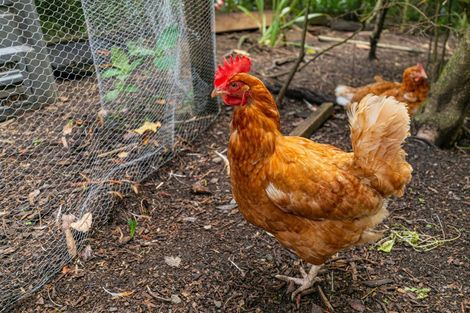 Photo of property in 812 West Coast Road, Oratia, Auckland, 0604