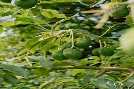 Photo of property in 47 Bell Street, Judea, Tauranga, 3110