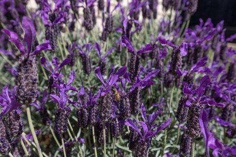 Photo of property in 14 Matau Close, Te Kauwhata, 3710