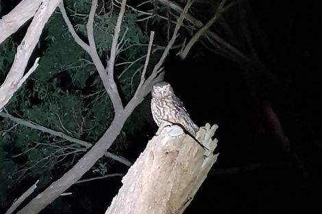 Photo of property in 62 Shakespeare Road, Bastia Hill, Whanganui, 4500